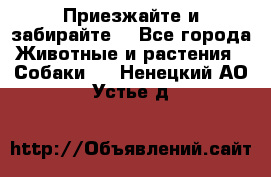 Приезжайте и забирайте. - Все города Животные и растения » Собаки   . Ненецкий АО,Устье д.